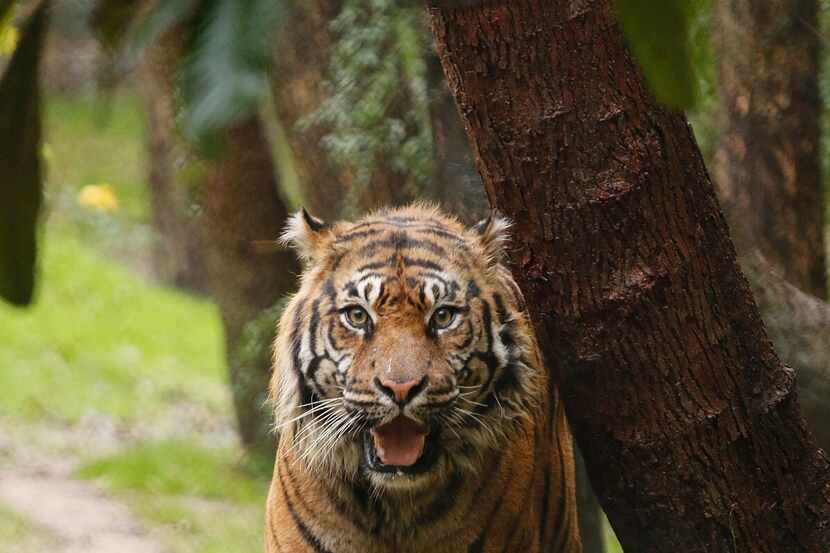 Manis, the oldest male tiger at the Dallas Zoo, died earlier this month.