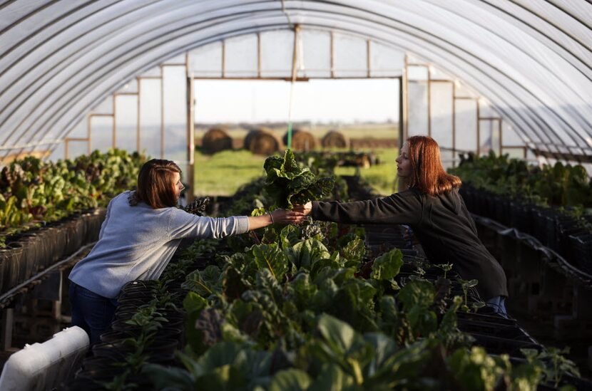 Cortney Copp grabs Swiss chard passed to her by her mother, Kassandra Copp, as they work on...