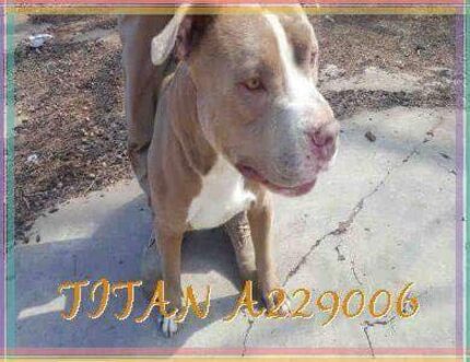 Titan was found dead a day after he was adopted from the Garland Animal Shelter, according...