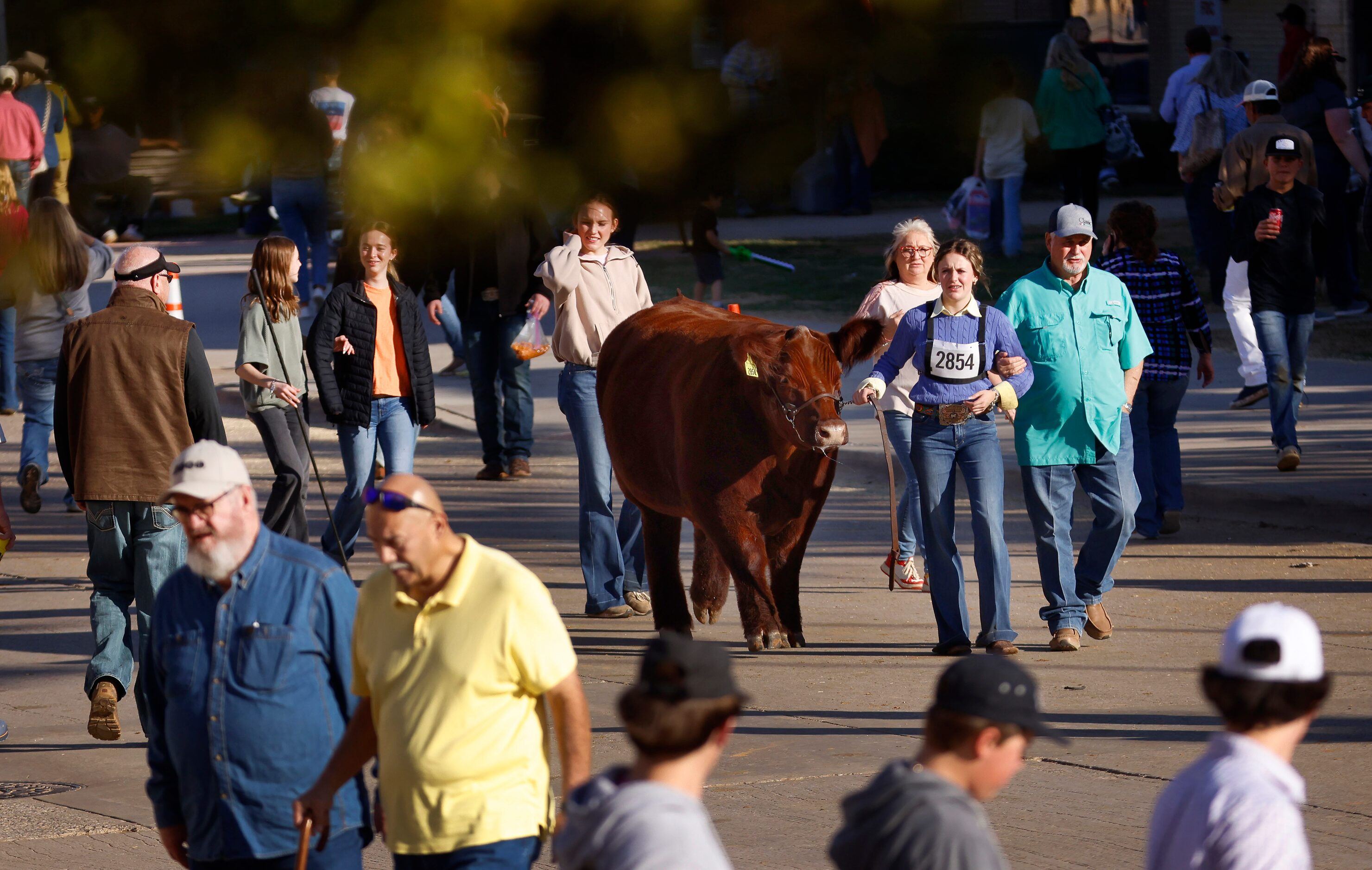 Blaykin Branscum, 17, of Muleshow, Texas walks her Shorthorn steer, Big Red, back to the...