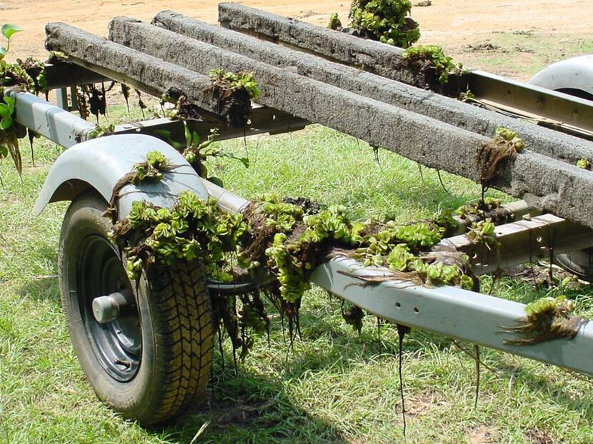 Experts say one of the primary ways giant salvinia and other invasive plants are transported...