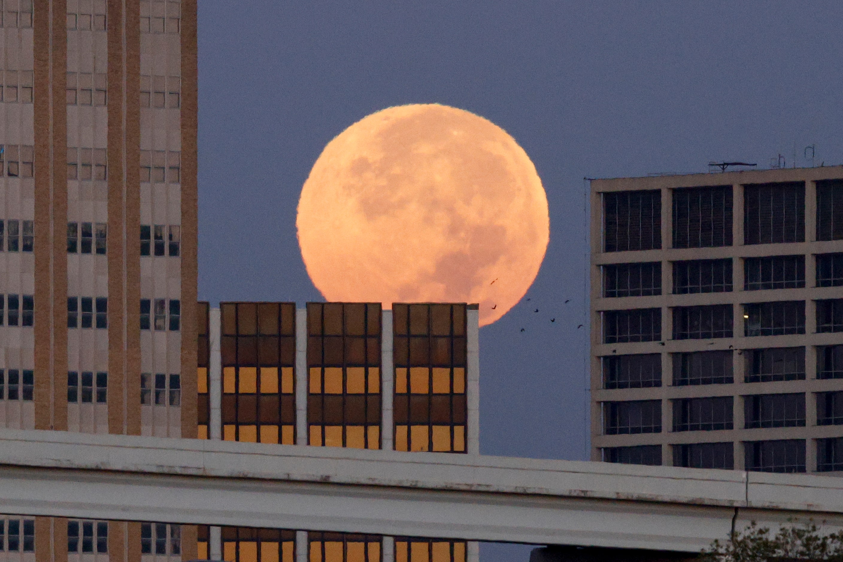 A supermoon sets behind downtown Fort Worth, Thursday, Oct. 17, 2024. A supermoon is a full...