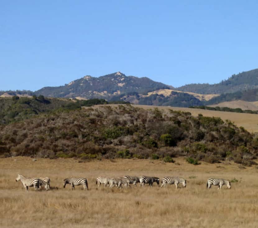 Zebras from the Hearst Ranch can be seen from the Pacific Coast Highway in San Simeon, Calif.