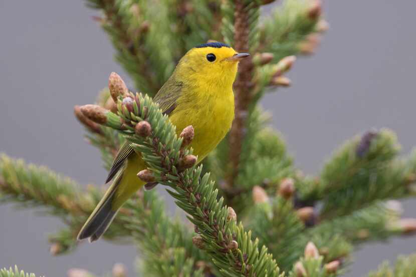 This photo provided by the U.S. Fish & Wildlife Service shows a Wilson's warbler bird in...