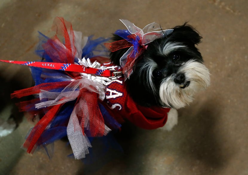 Zuri, 8, wears a Texas Rangers costume during the annual Bark in the Park night at the...