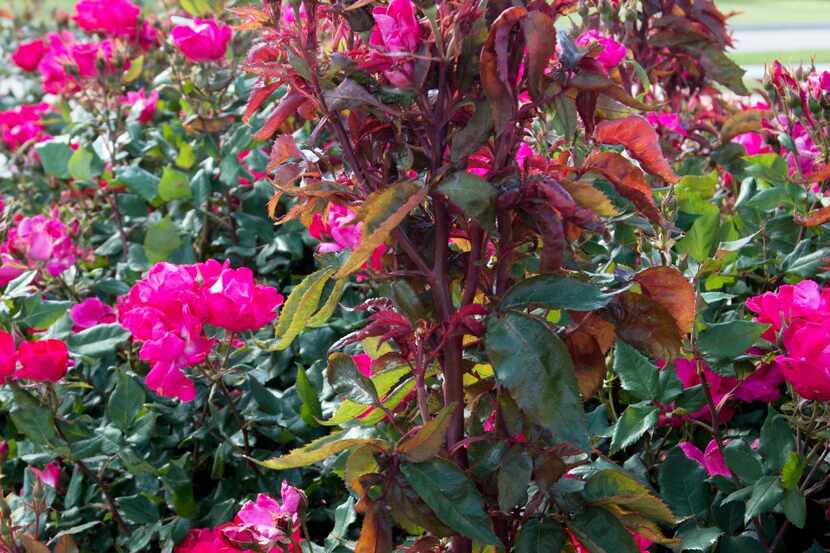 Telltale signs of a rose bush infected with rose rosette disease are clusters of deformed...
