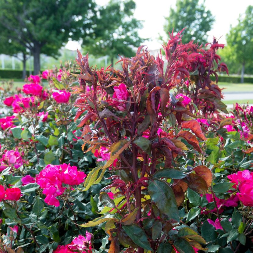 
Telltale signs of a rose infected with rose rosette disease are the new growth of clusters...