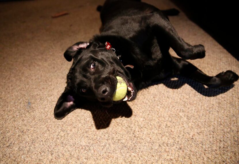 
The dogs are taught that when they are wearing their vests, they are working and have to...