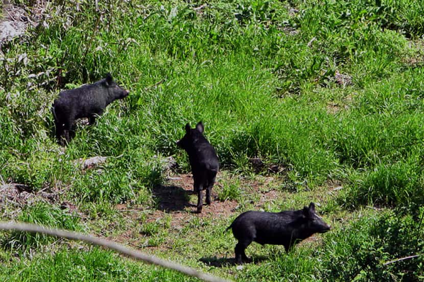 Feral hogs are pictured in this file photo. Similar sightings have been taking place in...