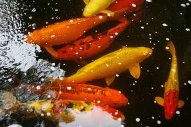 Koi swim around in Kimberly Atchley's pond in Richardson.