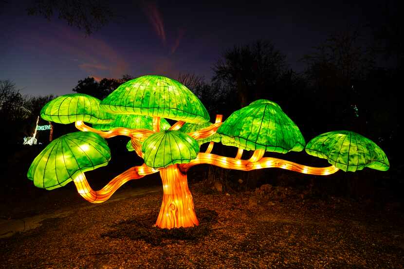 A lantern in the shape of a tree is seen along the side of the route during Dallas Zoo...
