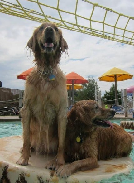 Wags & Waves is Saturday at the Hawaiian Falls in Garland.