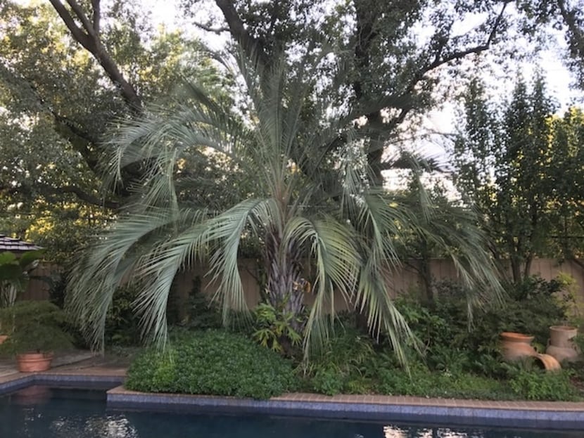 Pindo palm (Butia capitata) is a beautiful blue-green palm that is cold-hardy to 12-15 degrees.