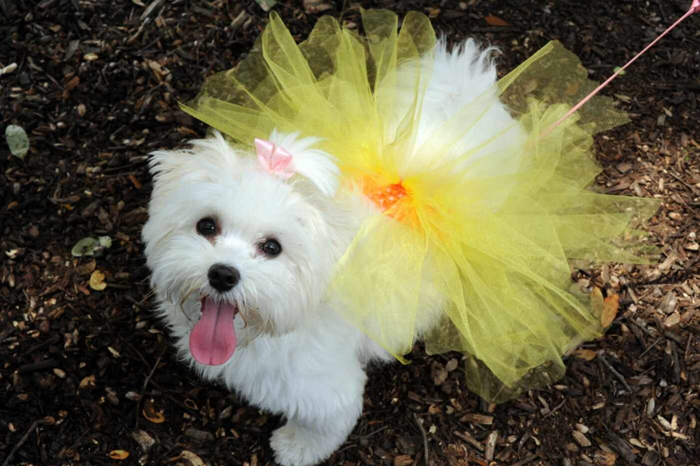 Joy wears her new tutu by Big Doggie Duds at the 21st annual Dog Day Afternoon at Flagpole...