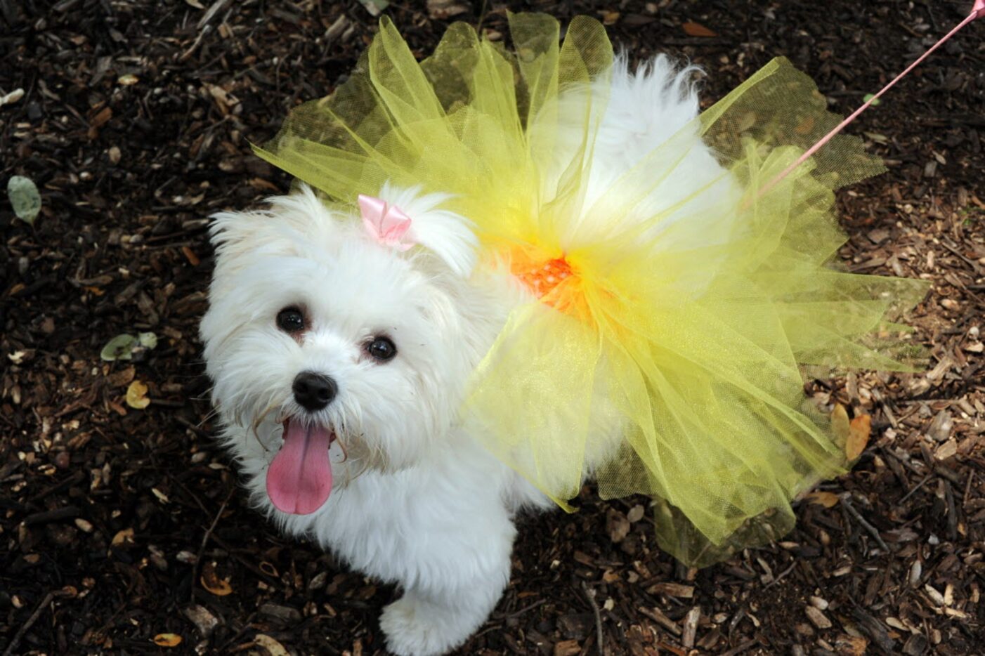 Joy wears her new tutu by Big Doggie Duds at the 21st annual Dog Day Afternoon at Flagpole...