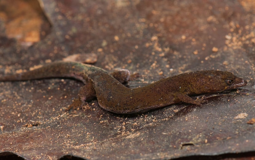 The new gecko species bears a resemblance to other species, but has its own characteristics,...