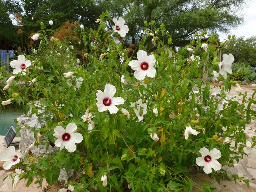 
Rose mallow attracts butterflies with its showy blossoms. The North Texas native shrub is...