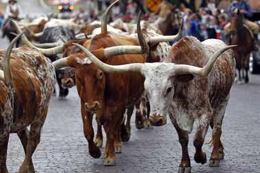 The Fort Worth Herd moseys along Exchange Avenue in Fort Worth twice daily.