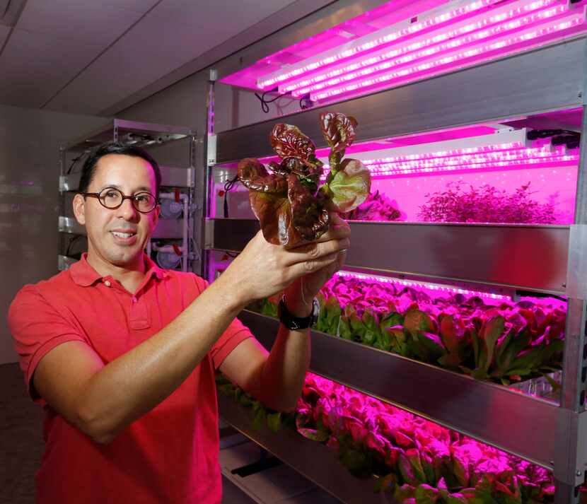Bullion general manager Victor Rojas holds Little Gem lettuce, which is grown in the...