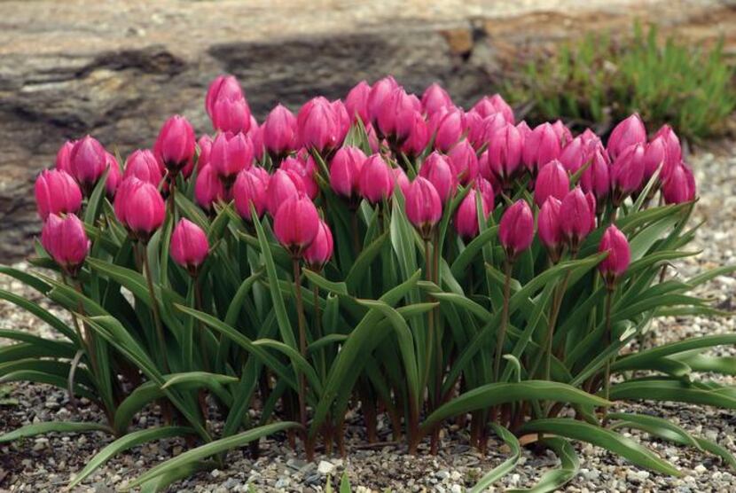 
The vivid violet-red flowers of Tulipa humilis 'Violacea' bloom close to the ground. It is...