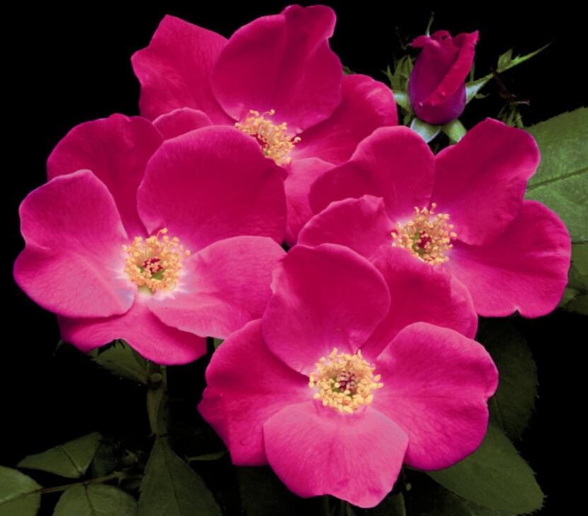 'Home Run'Pink' was introduced in 2011. It was bred for heat tolerance by a Texas native...