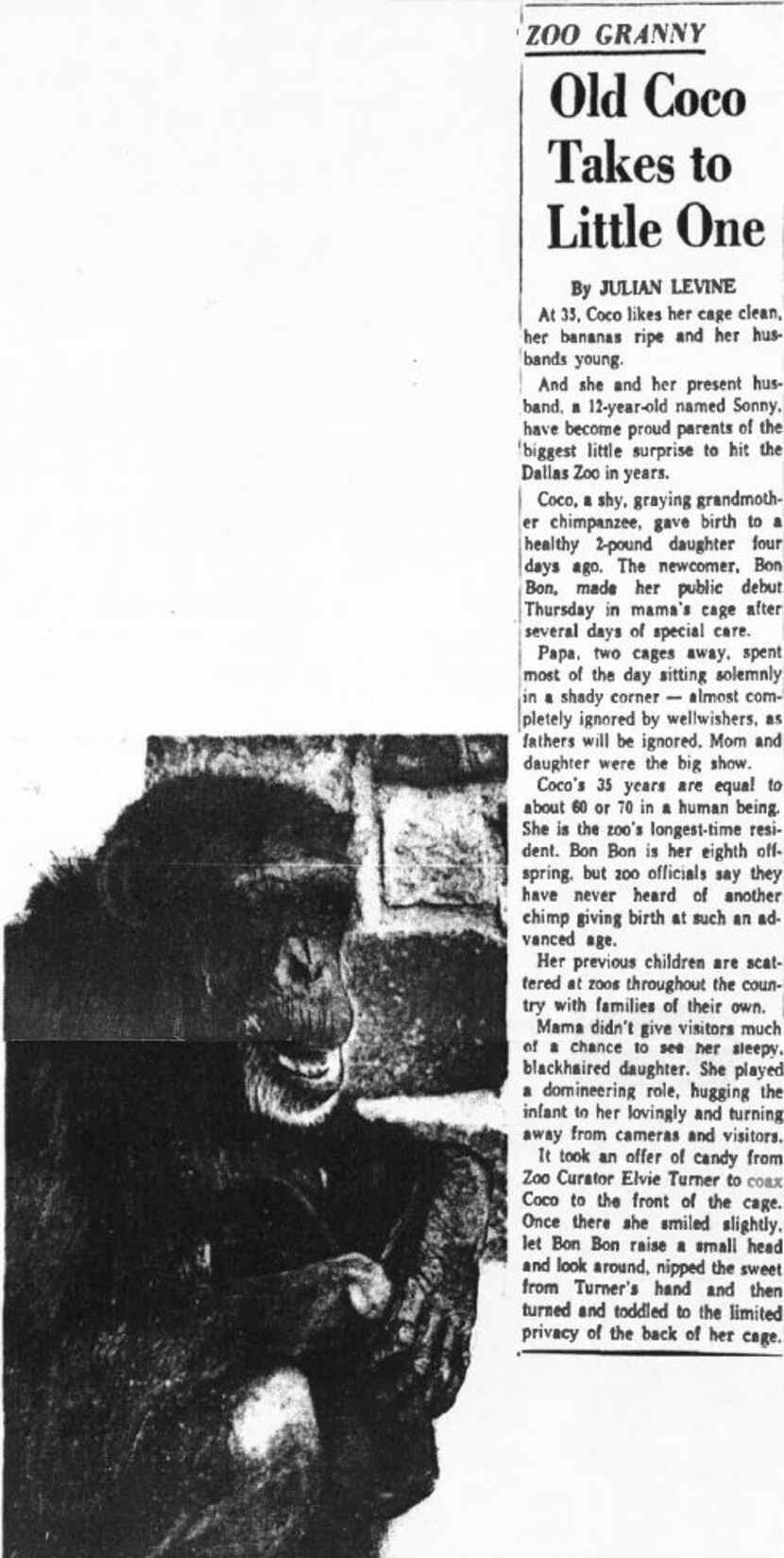  A 1958 Dallas Morning News article announcing Bon Bon's birth. Photo by staff photographer...