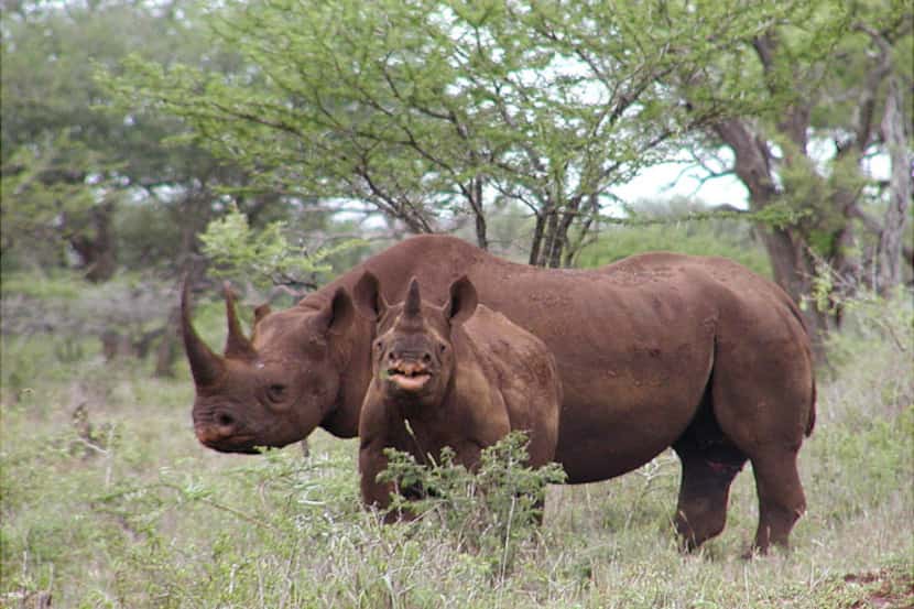 Photo released by U.S. Fish and Wildlife Service shows a black rhino male and calf in Mkuze,...