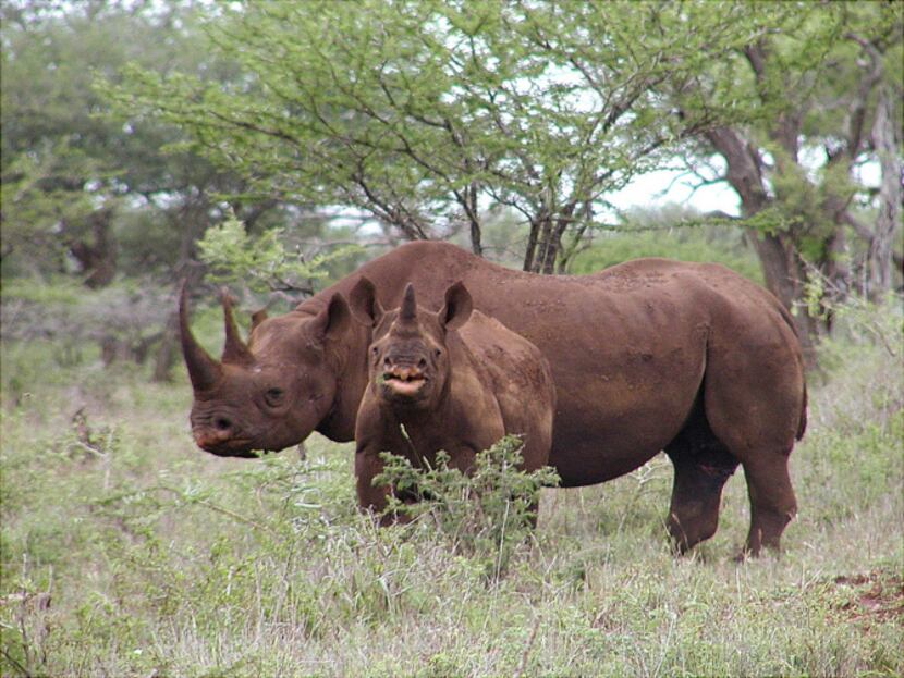 Photo released by U.S. Fish and Wildlife Service shows a black rhino male and calf in Mkuze,...
