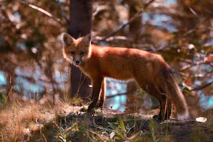 This fox made an appearance along Park Loop Road near Otter Cove in Acadia National Park. 