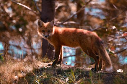 This fox made an appearance along Park Loop Road near Otter Cove in Acadia National Park. 