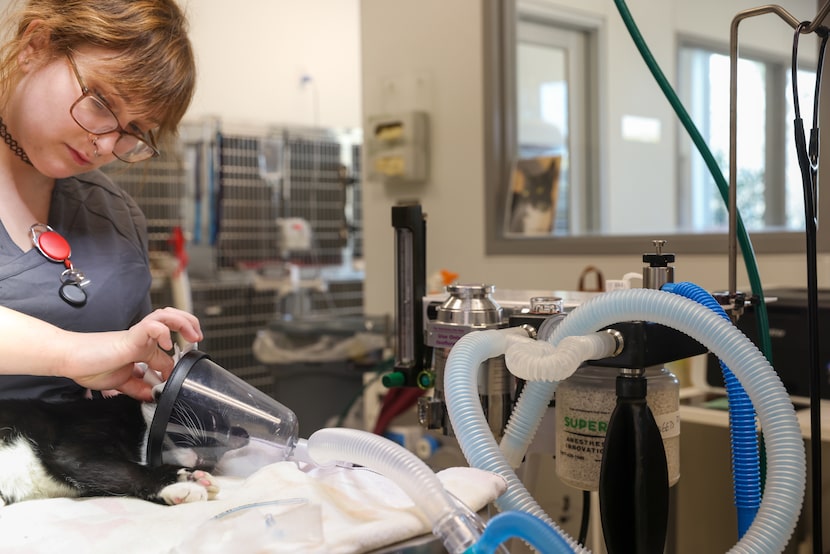 Operation Kindness veterinary technologist Maria DeFino cleans the ears of Dancer, 5 months...