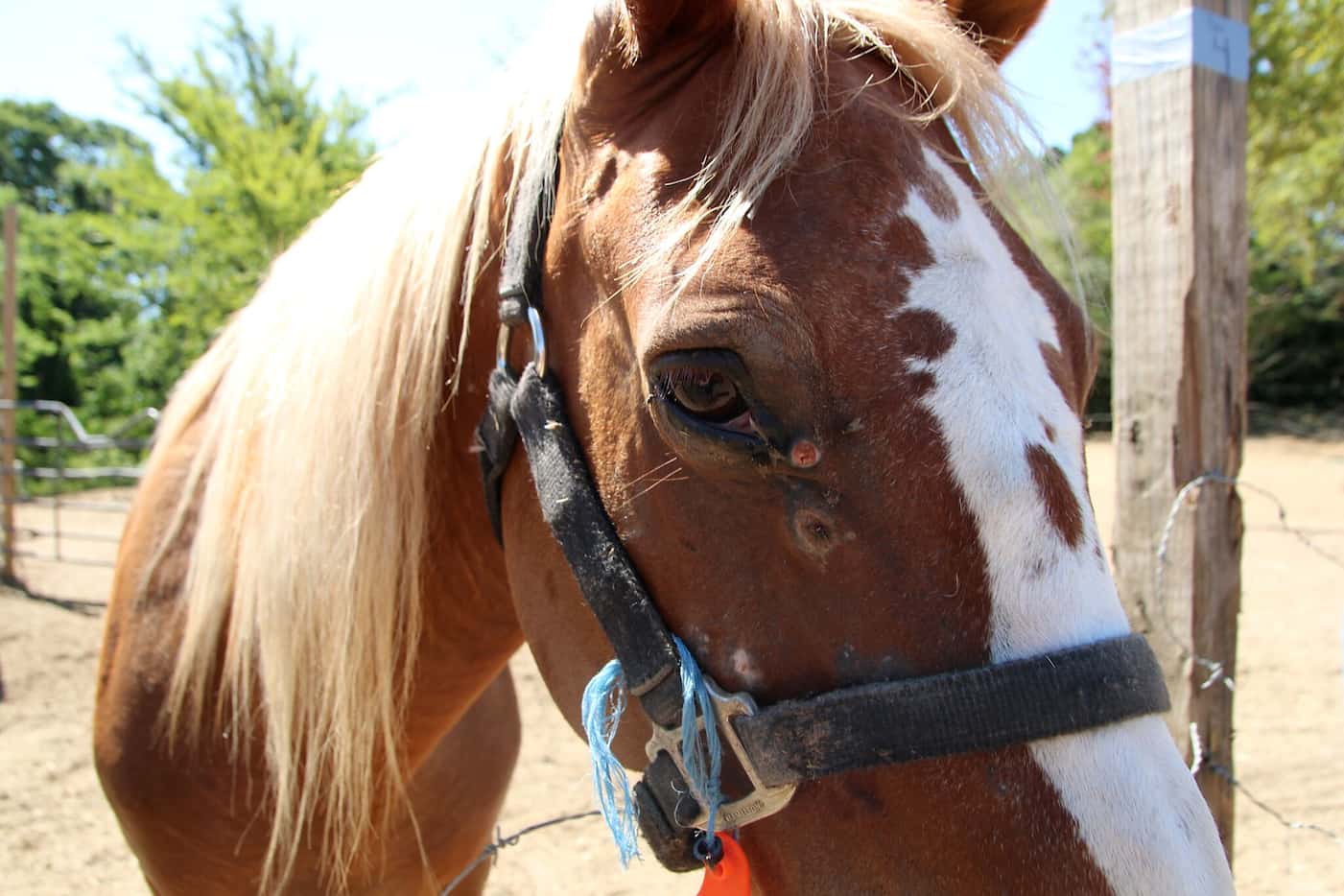 One of the horses seized by the SPCA in Dallas County.