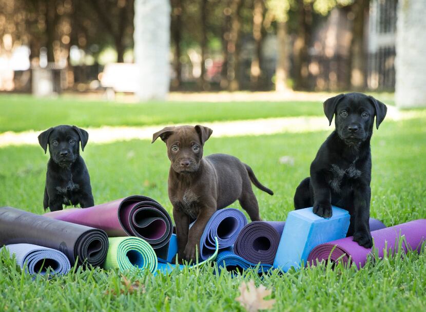 Puppy yoga is coming to Dallas on Sept. 9, courtesy of Friends of the Northaven Trail....