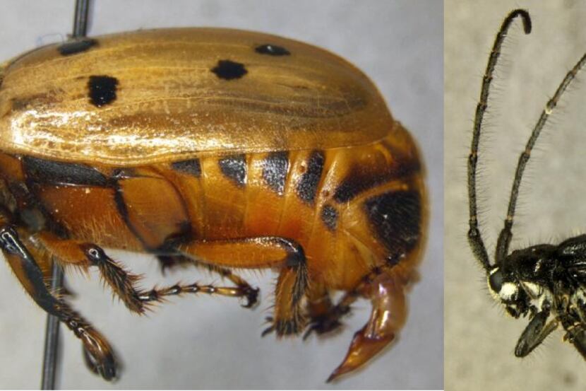 Cyclocephala forcipulata (left) was found in a shiptment of jackfruit on July 7, U.S....