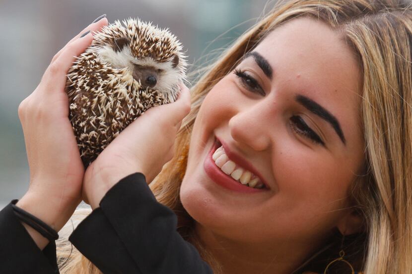 Michelle Mejia photographed with her hedgehog, Tingo, at her Dallas apartment.