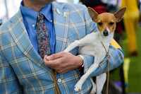 Tox fox terrier Half Pint is carried by his handler at the 148th Westminster Kennel Club Dog...