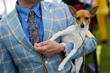 Tox fox terrier Half Pint is carried by his handler at the 148th Westminster Kennel Club Dog...