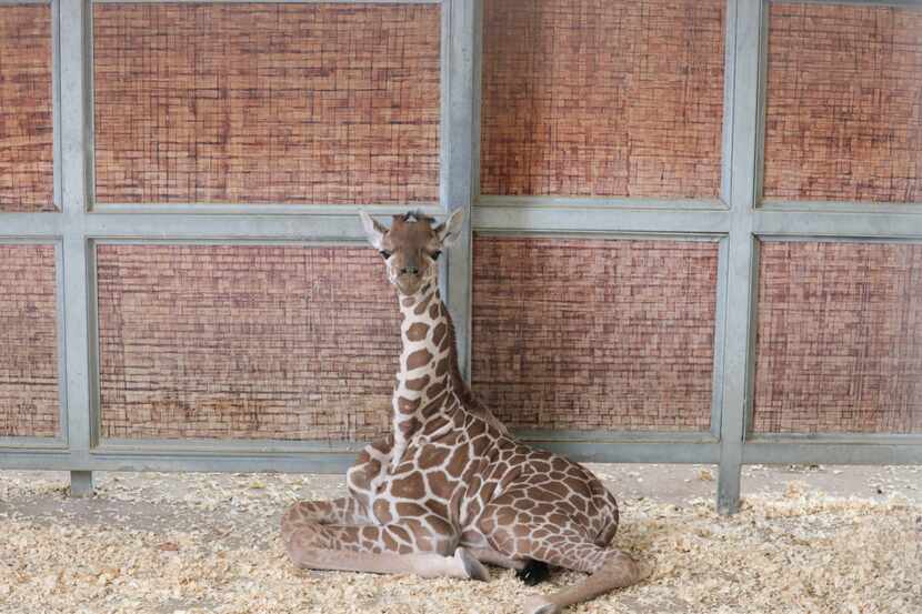 The Dallas Zoo's newest giraffe calf is set to make her public debut on Thursday, July 8, 2021.