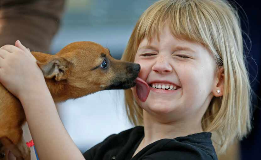 Lacey Diaz, 5, gets a lick from Lucky, a four-month-old Chihuahua mix who survived a heroin...