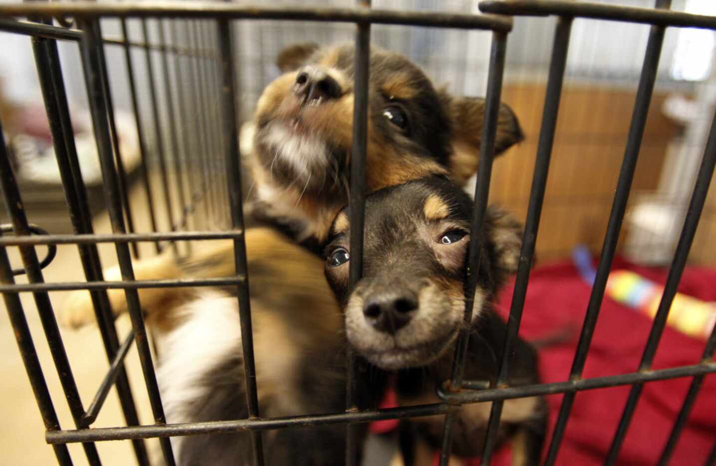 Puppies seized during a recent raid are pictured in pens at the 35-acre McKinney facility...