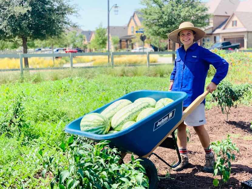 Boy in a blue shirt holds wheelbarrow full of watermelons at the garden for Harvest by...