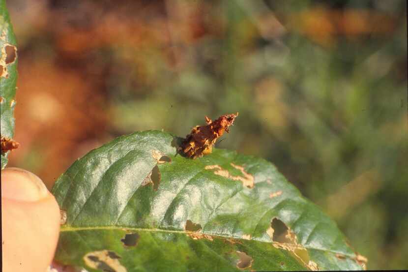 A female bagworm larva damages foliage. Such larvae can be sprayed and killed with orange...