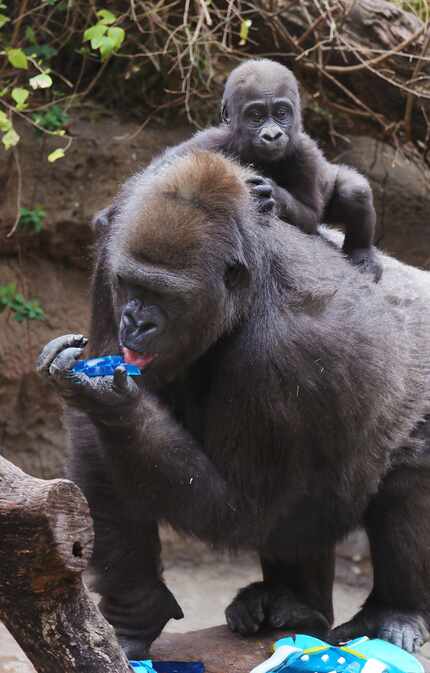 The Dallas Zoo's 7-month-old baby gorilla Saambili rides on the back of her mother, Hope, on...