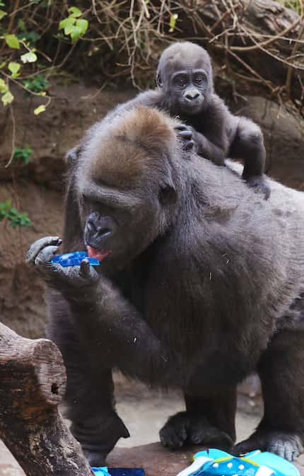 The Dallas Zoo's 7-month-old baby gorilla Saambili rides on the back of her mother, Hope, on...