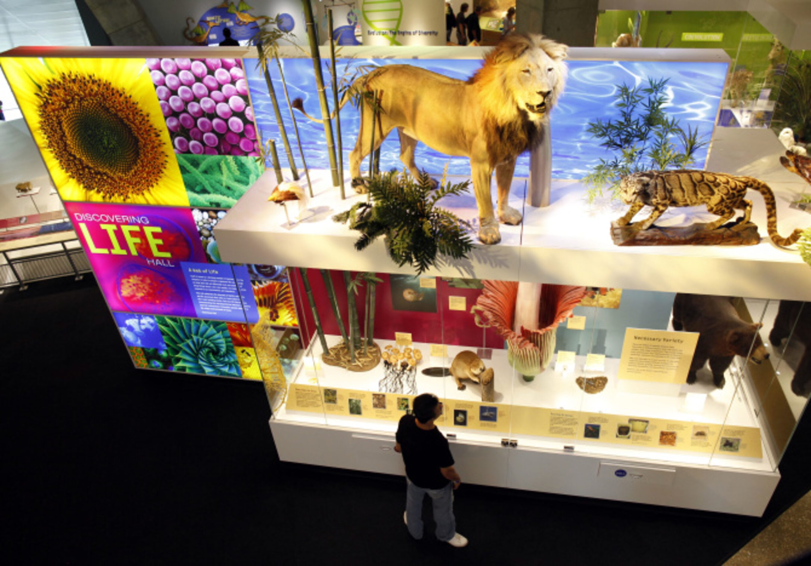 A visitor checks out an exhibit in the Discovering Life Hall during the opening of the Perot...