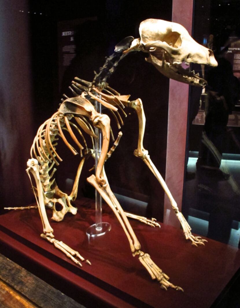The skeleton of a sailor's best friend are among the remains on display at the Mary Rose...