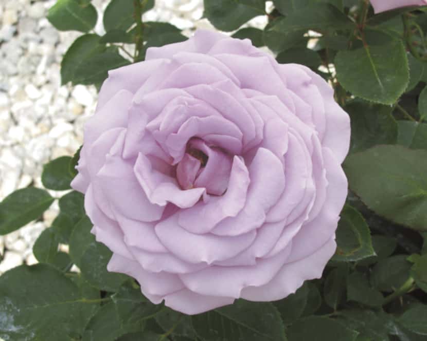 'Koko Loko' rose opens milk chocolate and finishes lavender. It is especially heat tolerant.