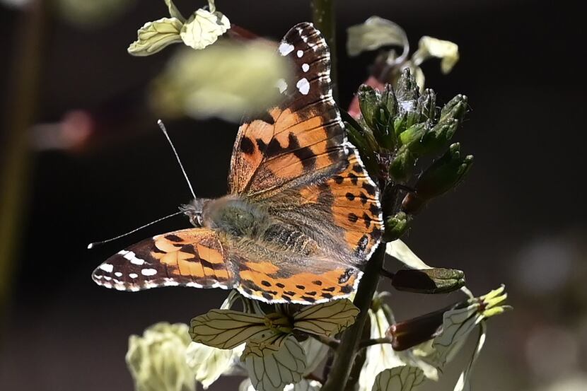 Painted Lady butterflies, among about 1 billion swarming through the skies of southern...