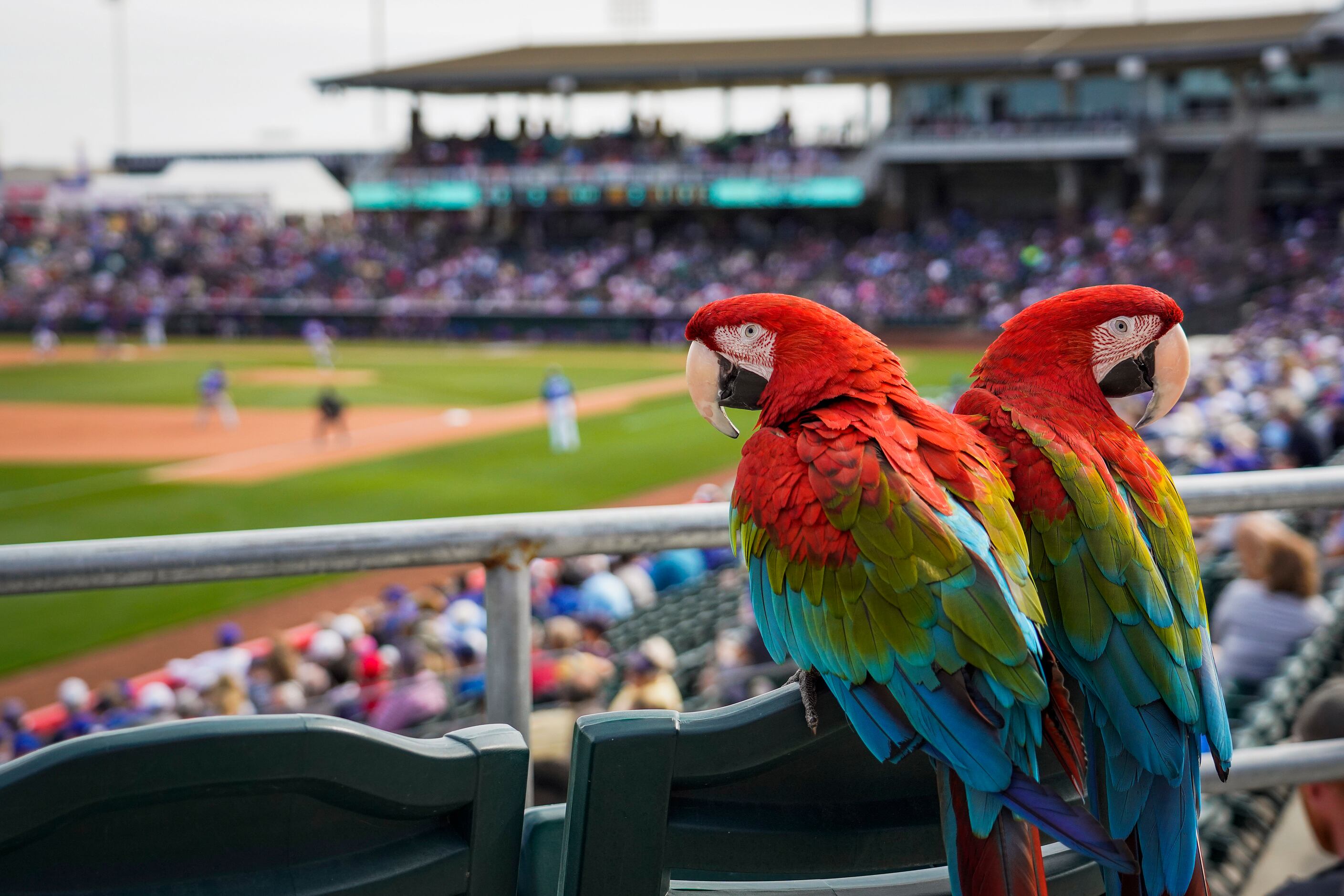 Dino and Big Bird, two green winged macaws, the emotional support animals of fan Robert
...