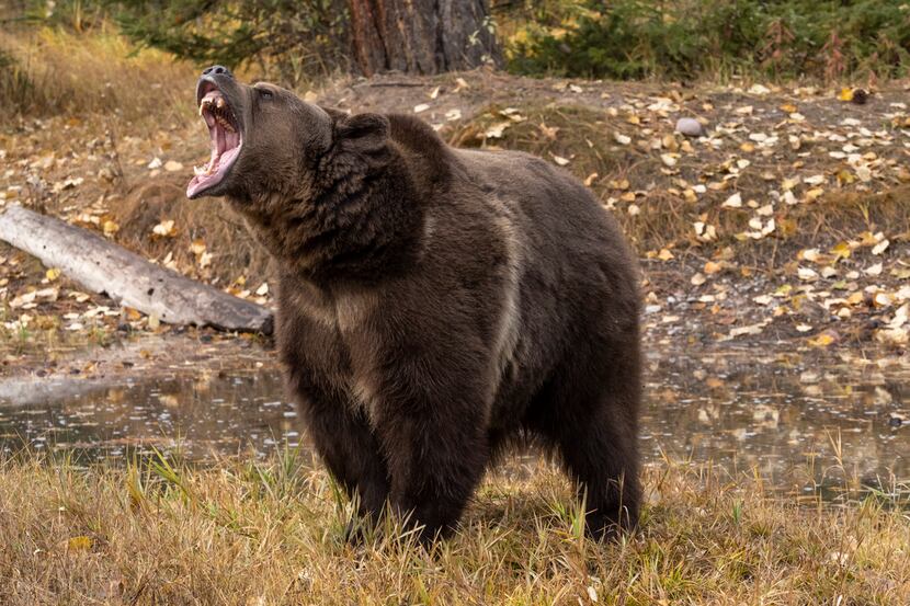 In 2019, trains were responsible for the deaths of eight grizzly bears on Montana’s 207...